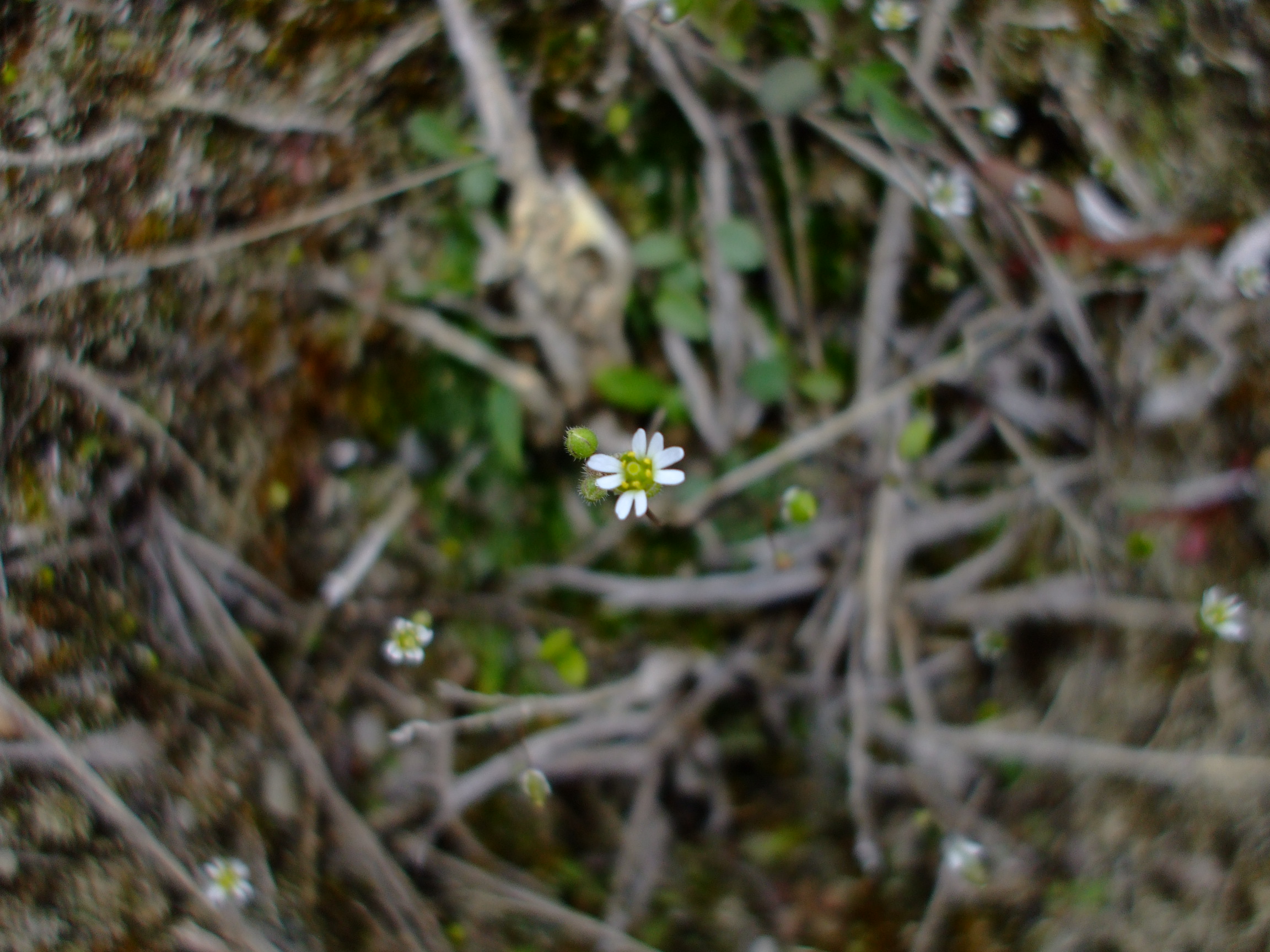 Draba verna